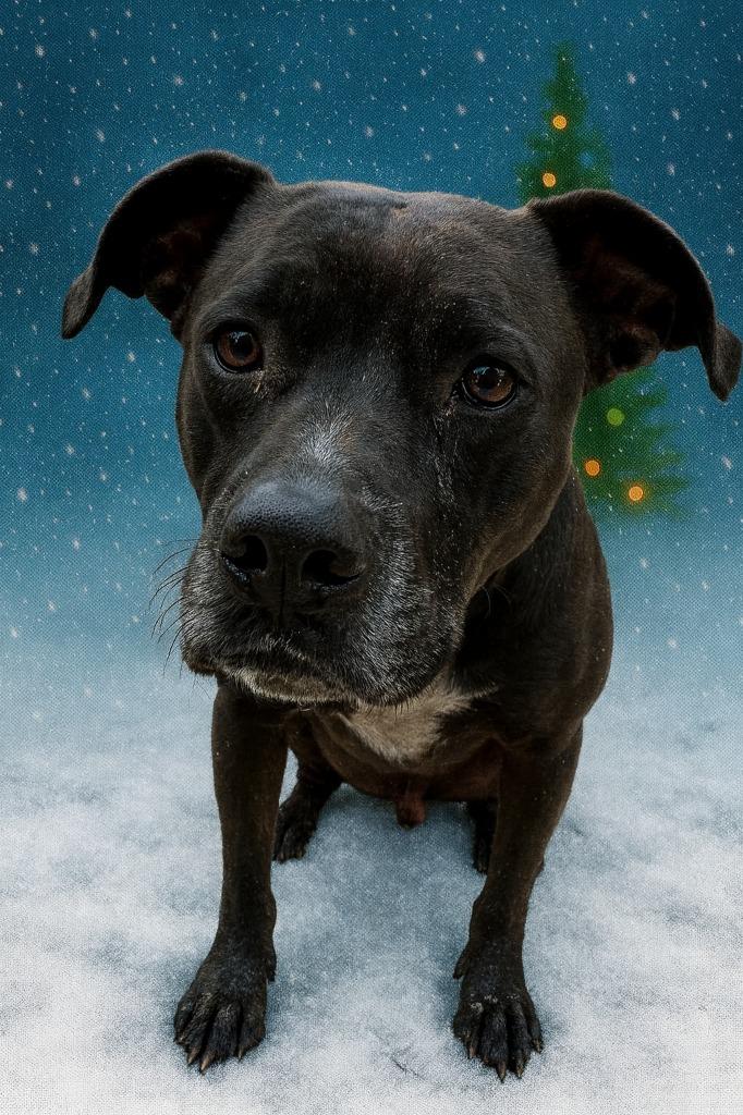MAX, Adoptable, Adult Male Mixed Breed & Boxer.