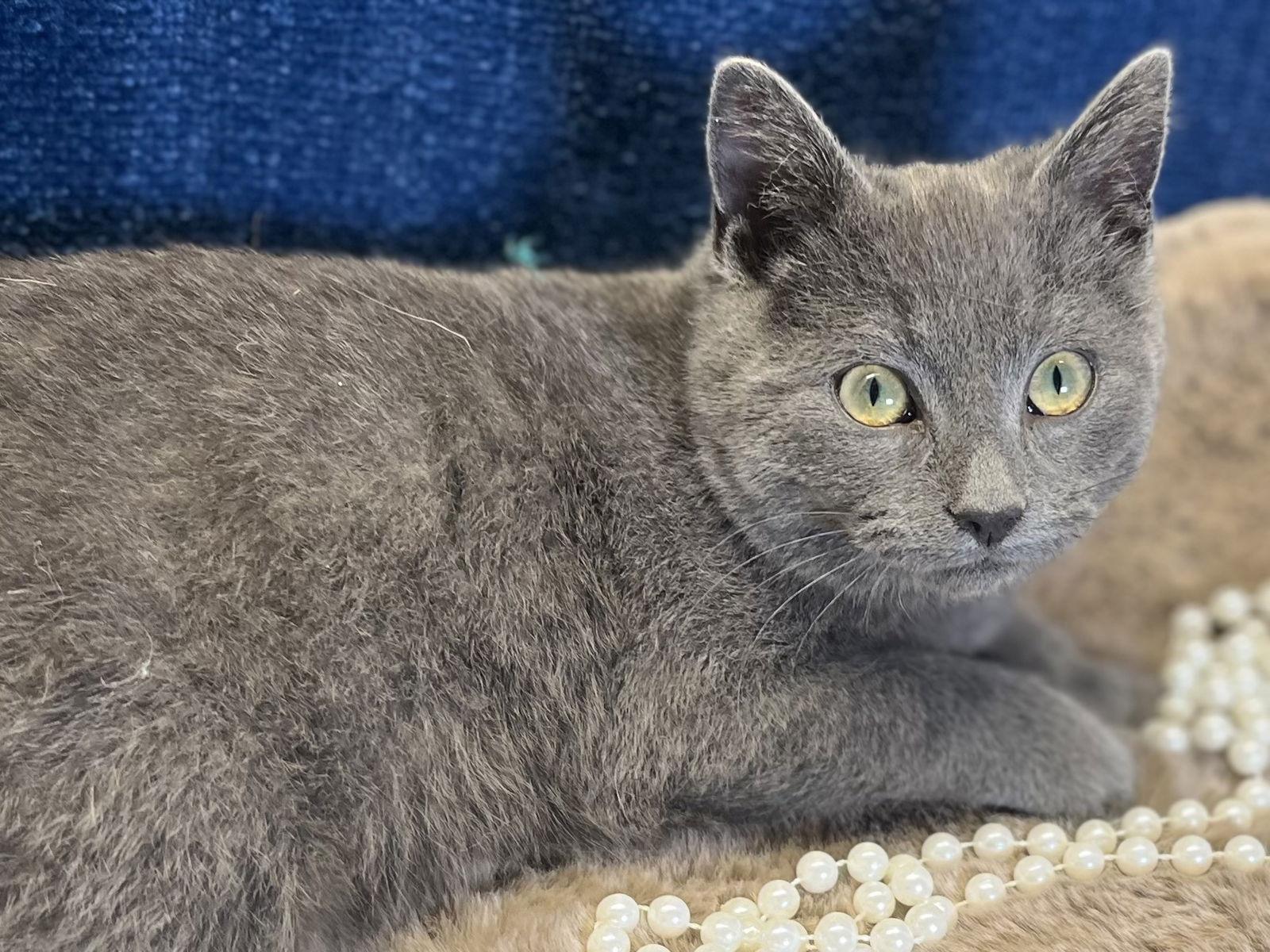 Enlarge Will - SEE ME AT PETCO!, a Adoptable mixed breed in Cookeville, TN image 3/3