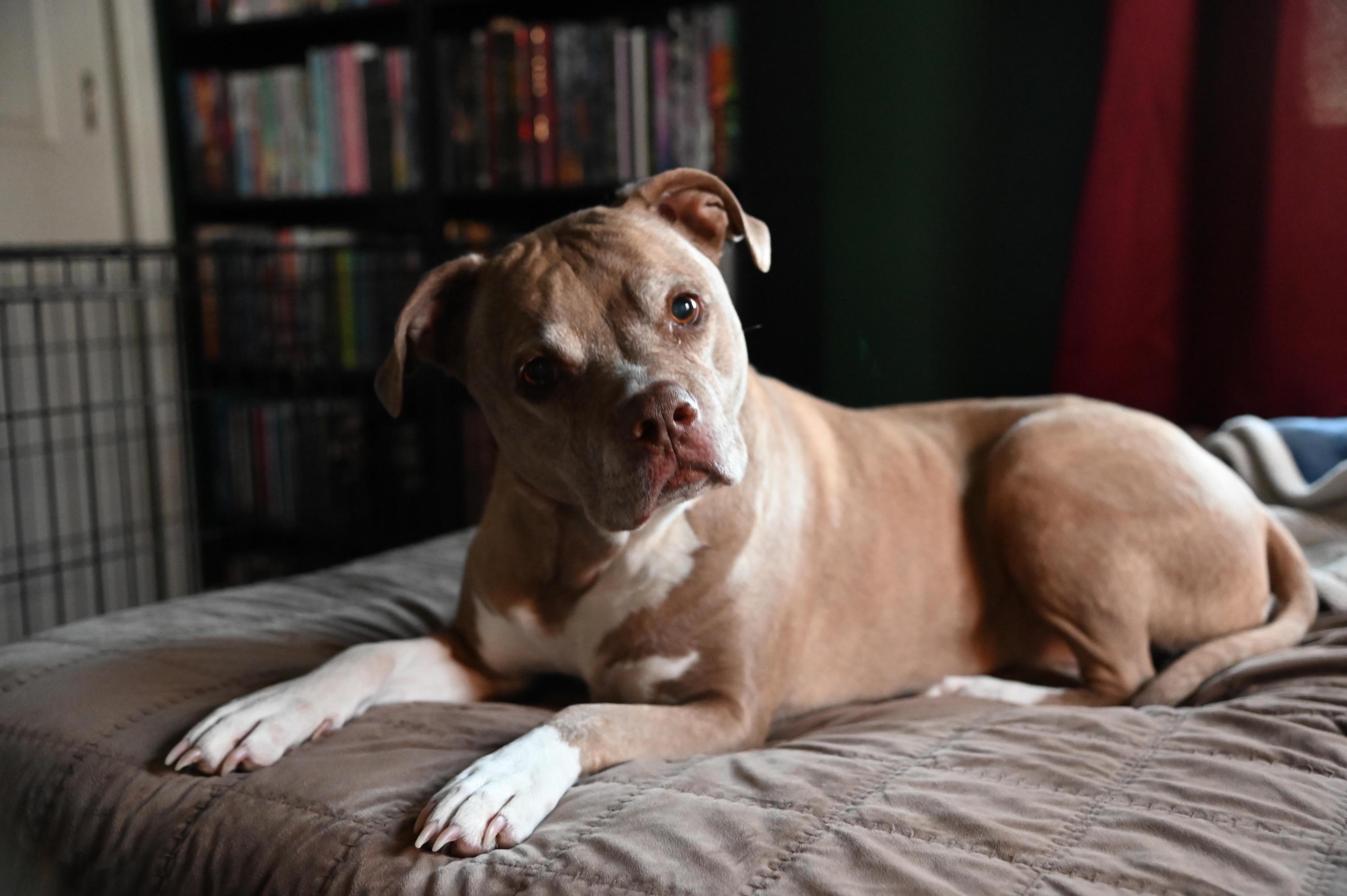 Enlarge Lille Belle, a ADOPTABLE mixed breed in Succasunna, NJ image 4/4