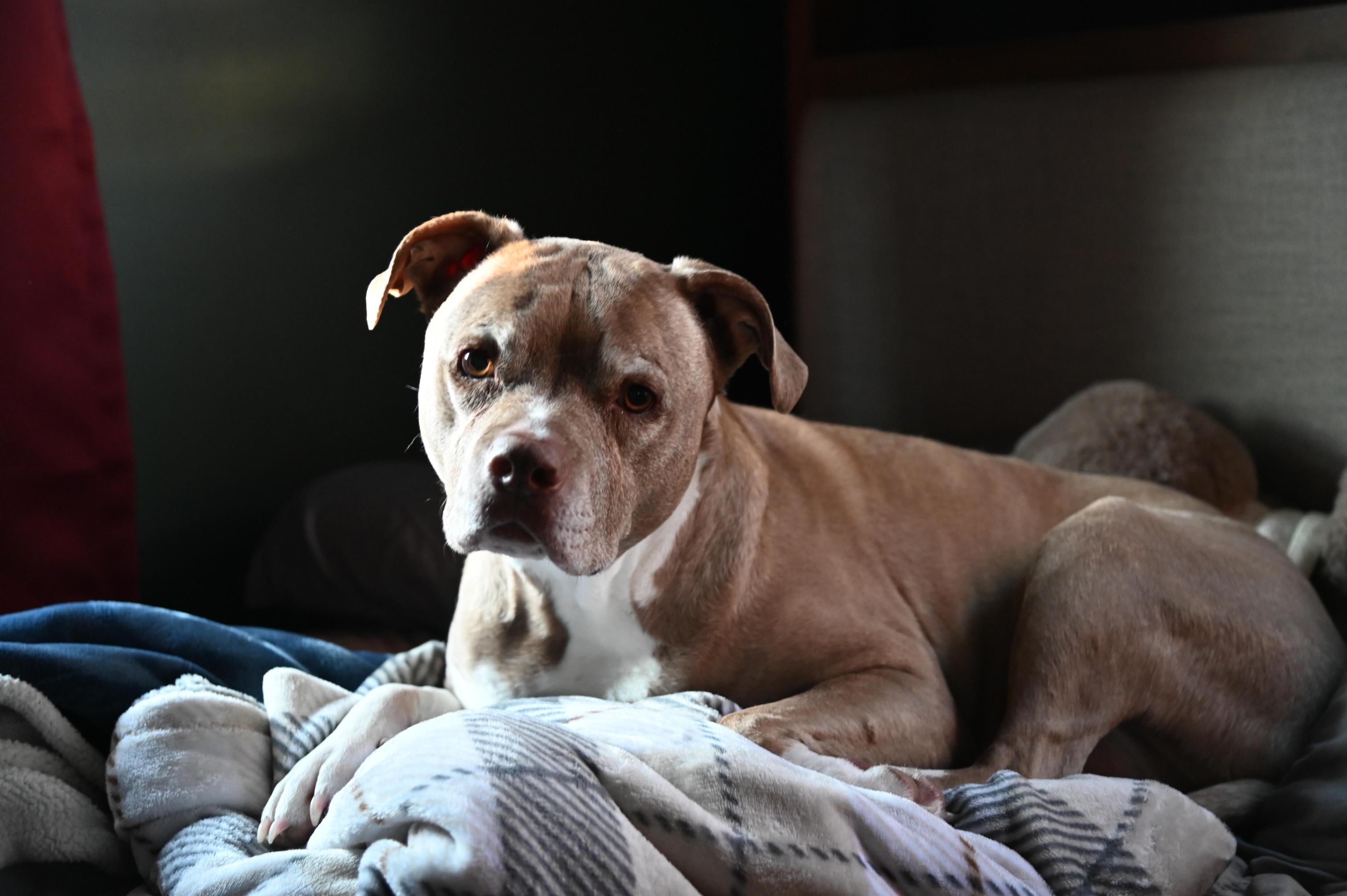 Enlarge Lille Belle, a ADOPTABLE mixed breed in Succasunna, NJ image 1/4