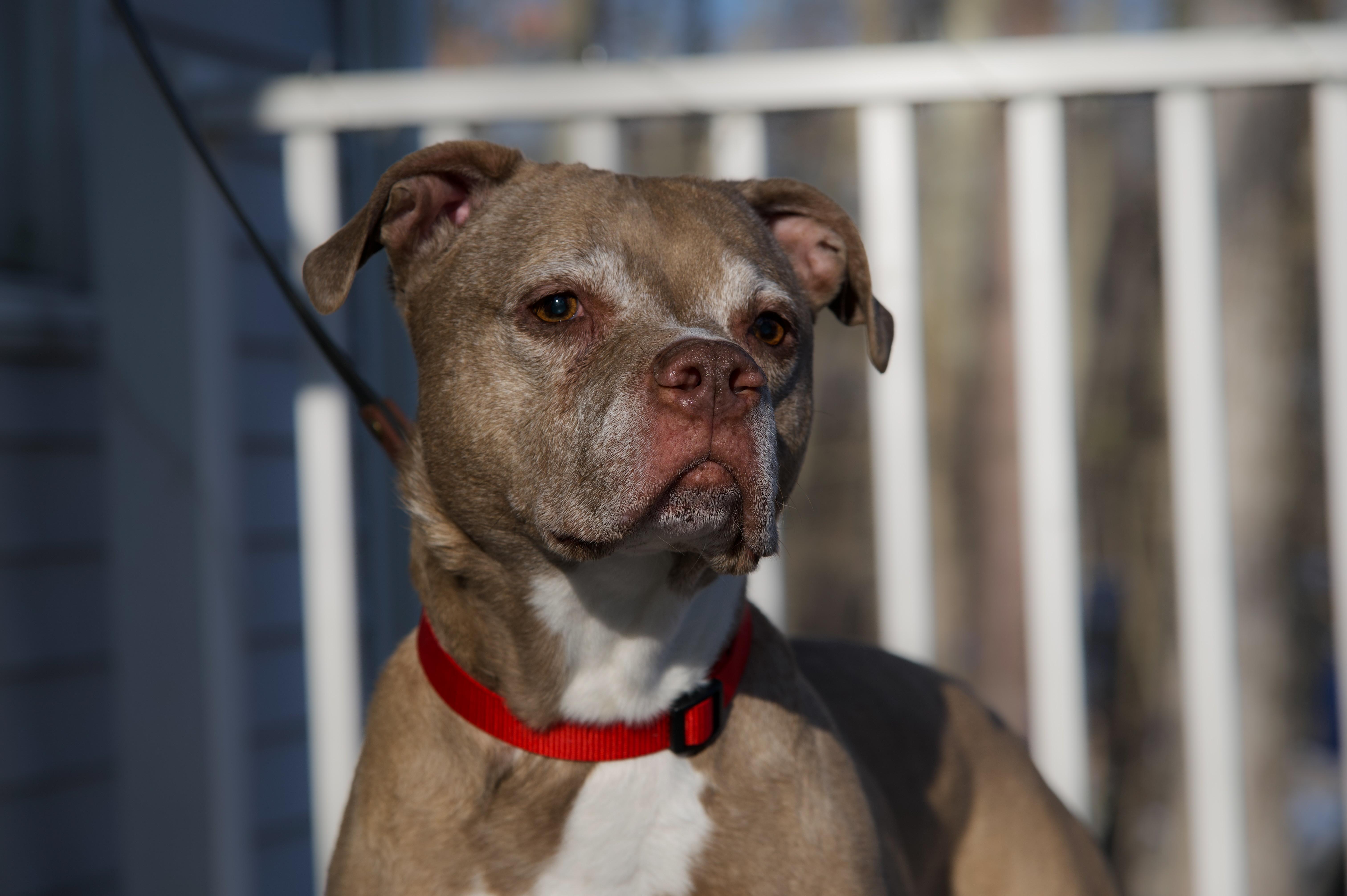 Enlarge Lille Belle, a ADOPTABLE mixed breed in Succasunna, NJ image 3/4