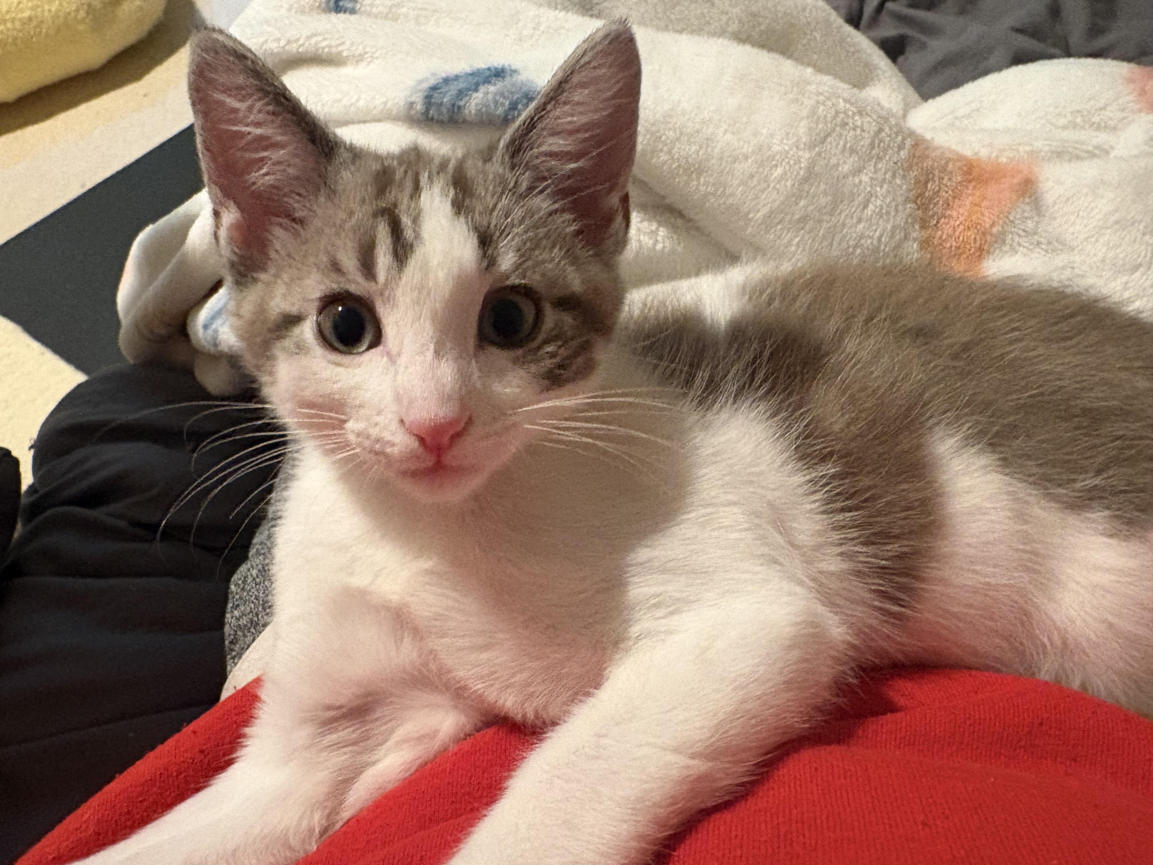Queso, a ADOPTABLE Tabby in Woodinville, WA image 5/5