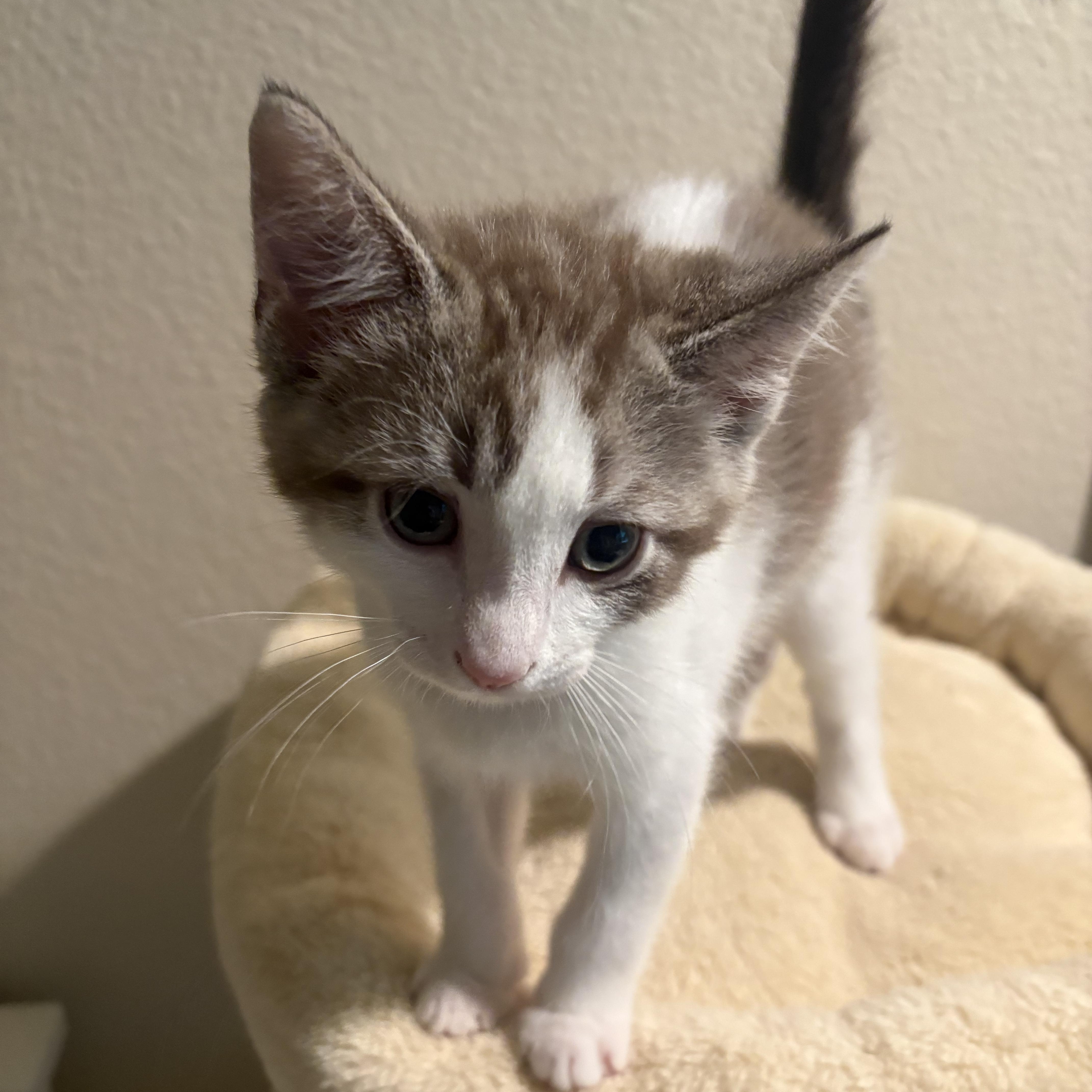 Queso, a ADOPTABLE Tabby in Woodinville, WA image 3/5