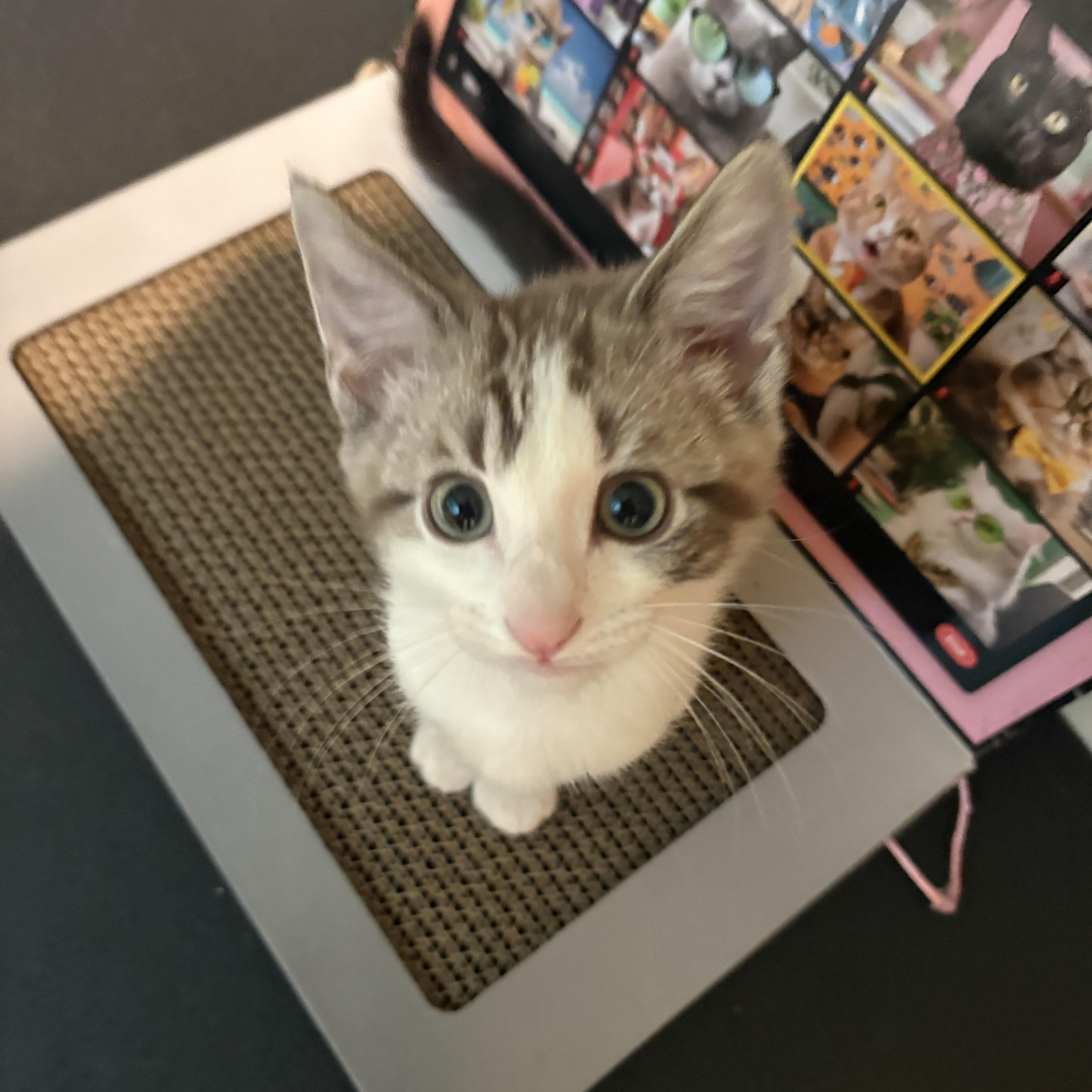 Queso, ADOPTABLE, Kitten Male Tabby.