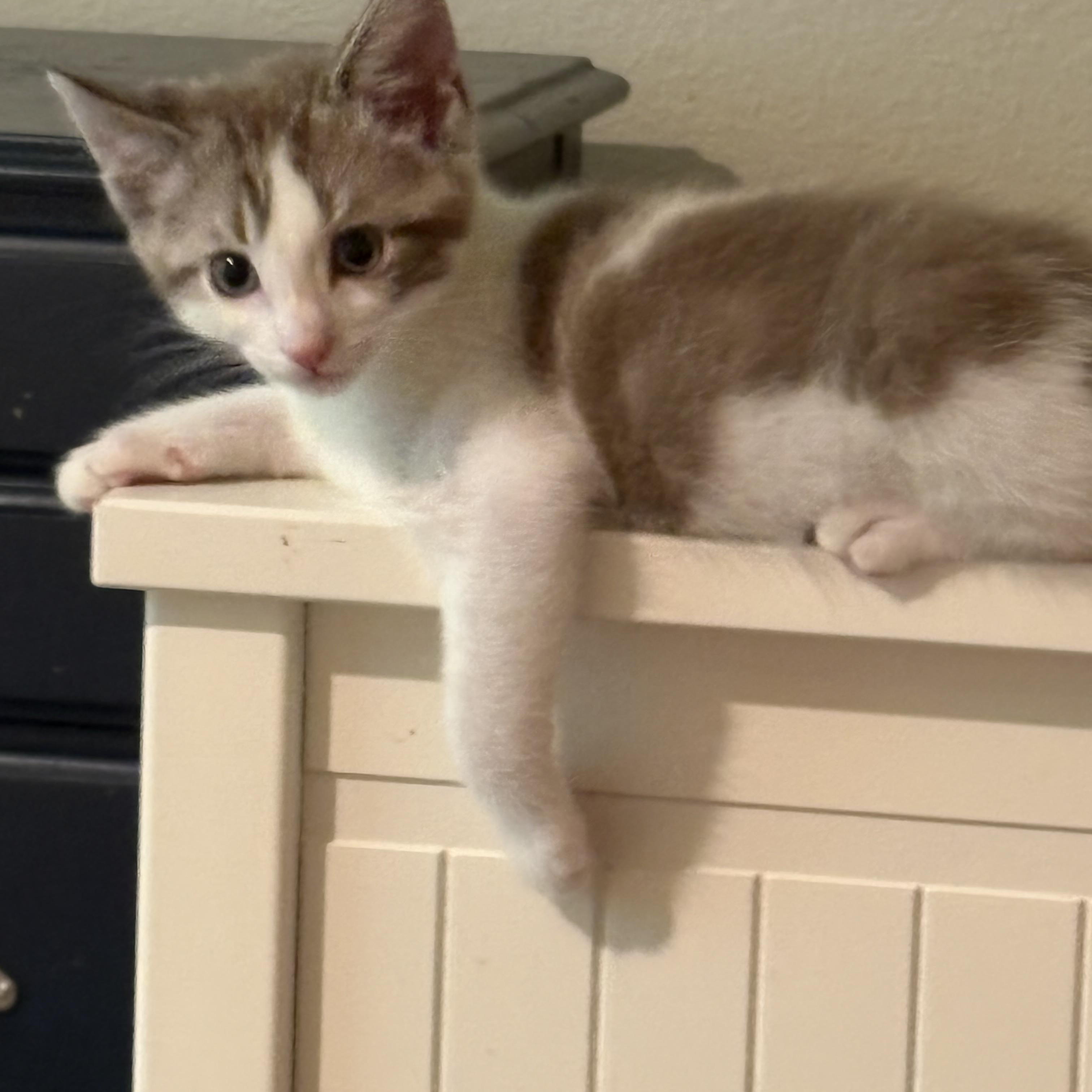 Queso, a ADOPTABLE Tabby in Woodinville, WA image 2/5