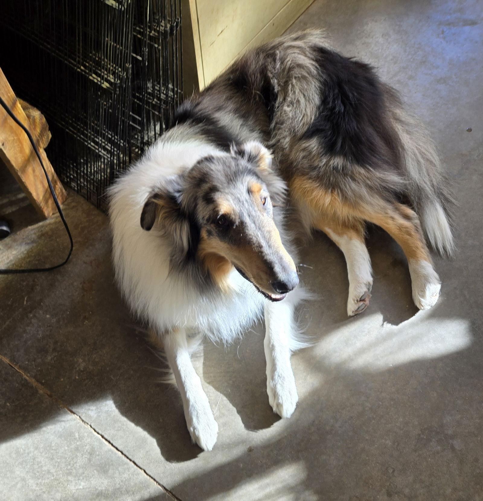 Archer, Adoptable, Adult Male Collie.