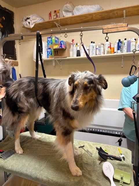 Enlarge Archer, a Adoptable Collie in Pueblo West, CO image 2/3