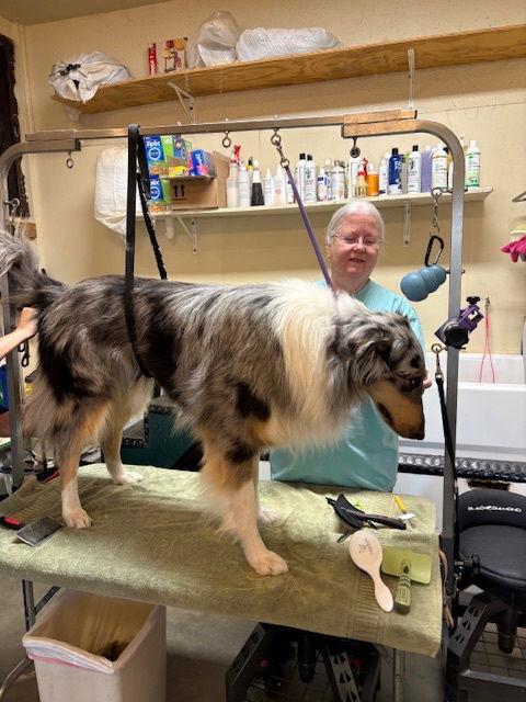 Enlarge Archer, a Adoptable Collie in Pueblo West, CO image 3/3