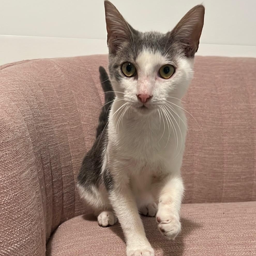 Banjo (FIV+) 5