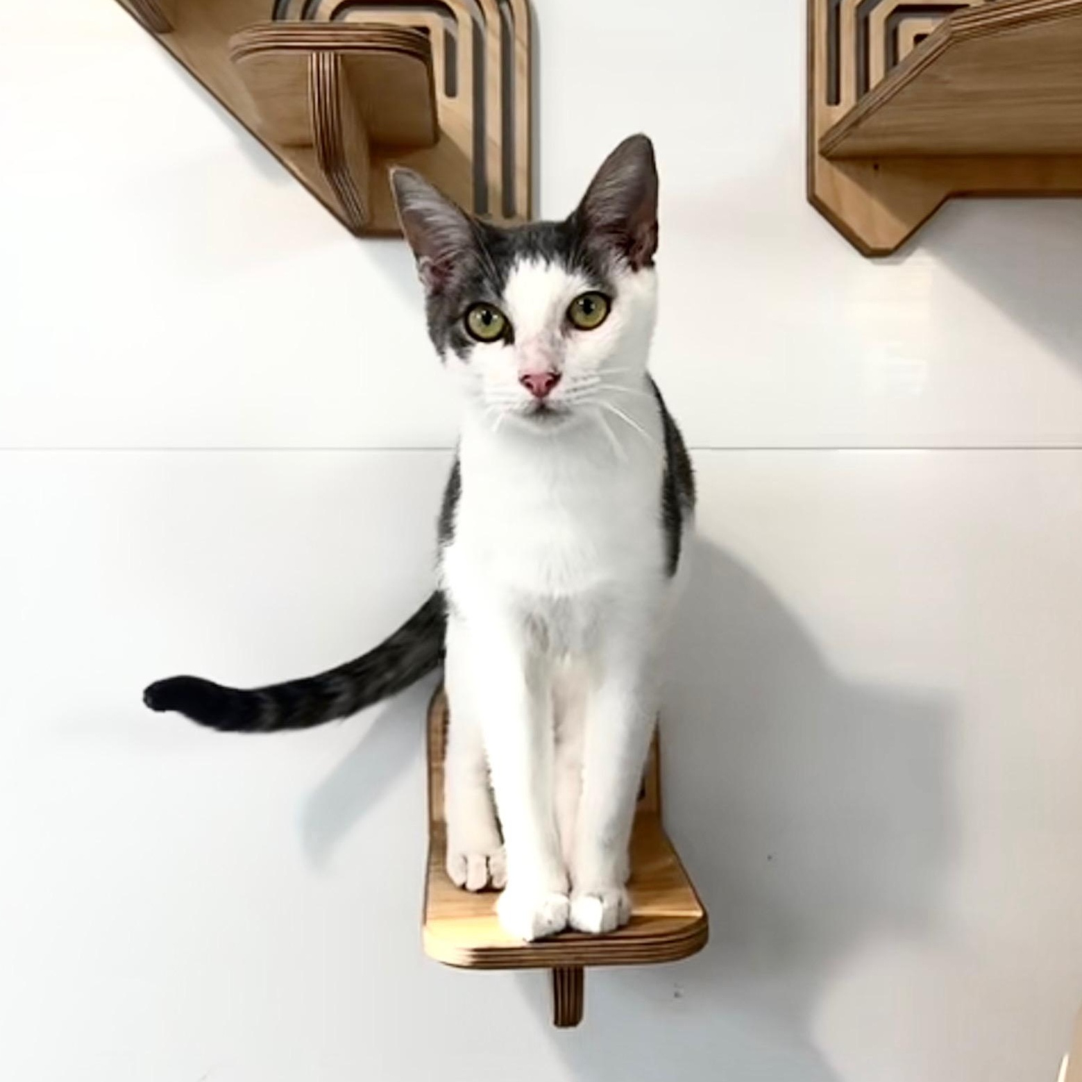 Banjo (FIV+) 3