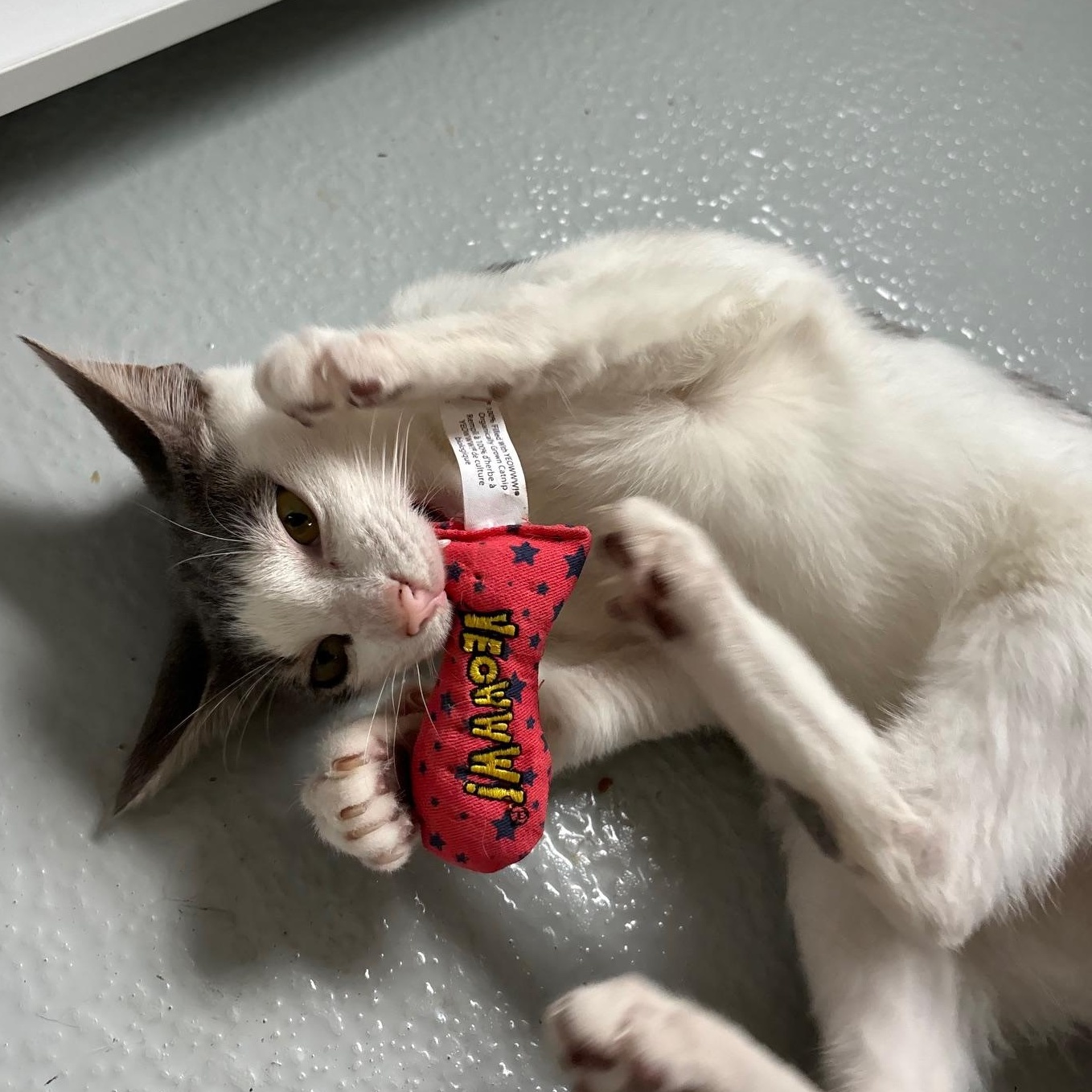Banjo (FIV+) 4
