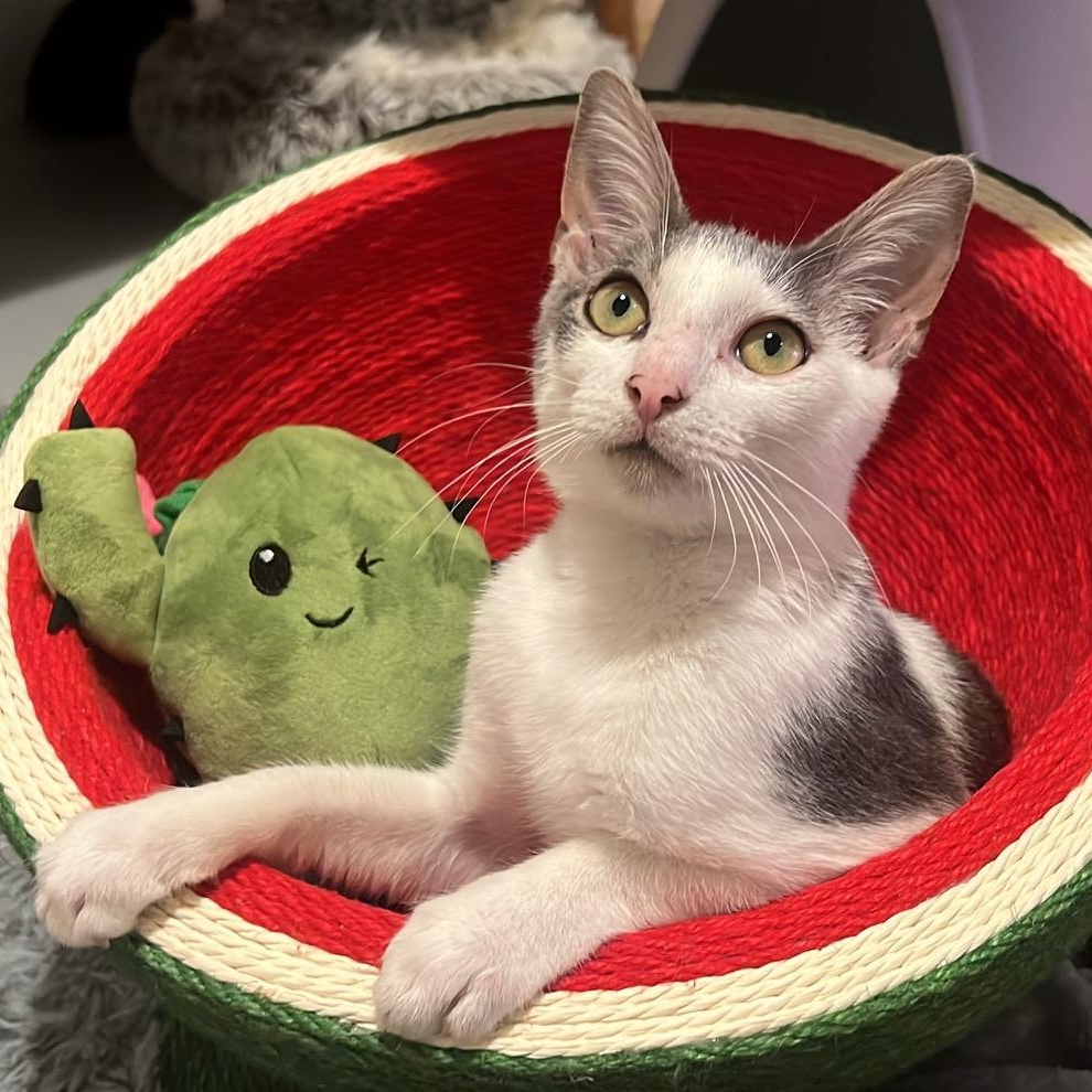 Banjo (FIV+)