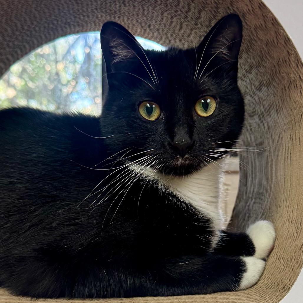 Poppy, Adoptable, Adult Female Domestic Short Hair.