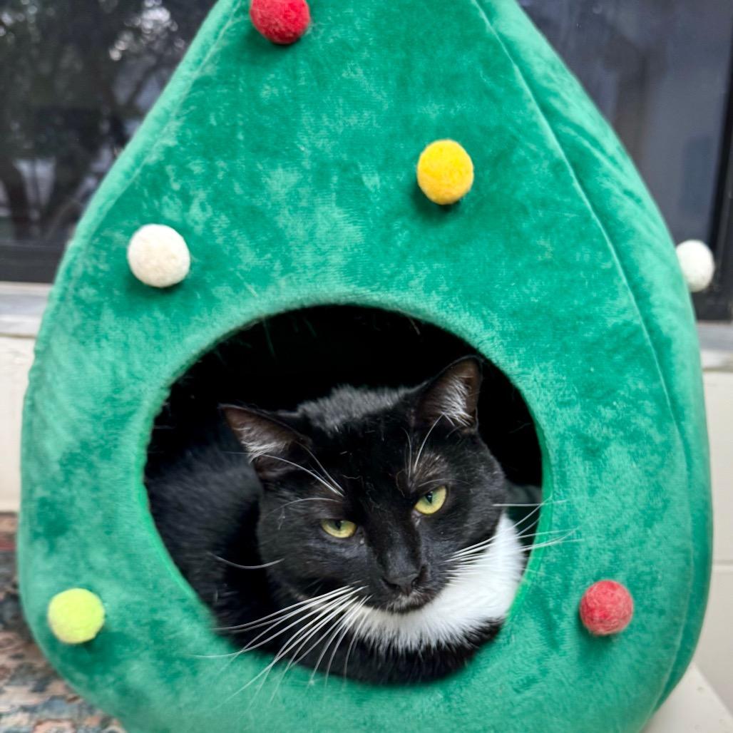 Poppy — thumbnail 2