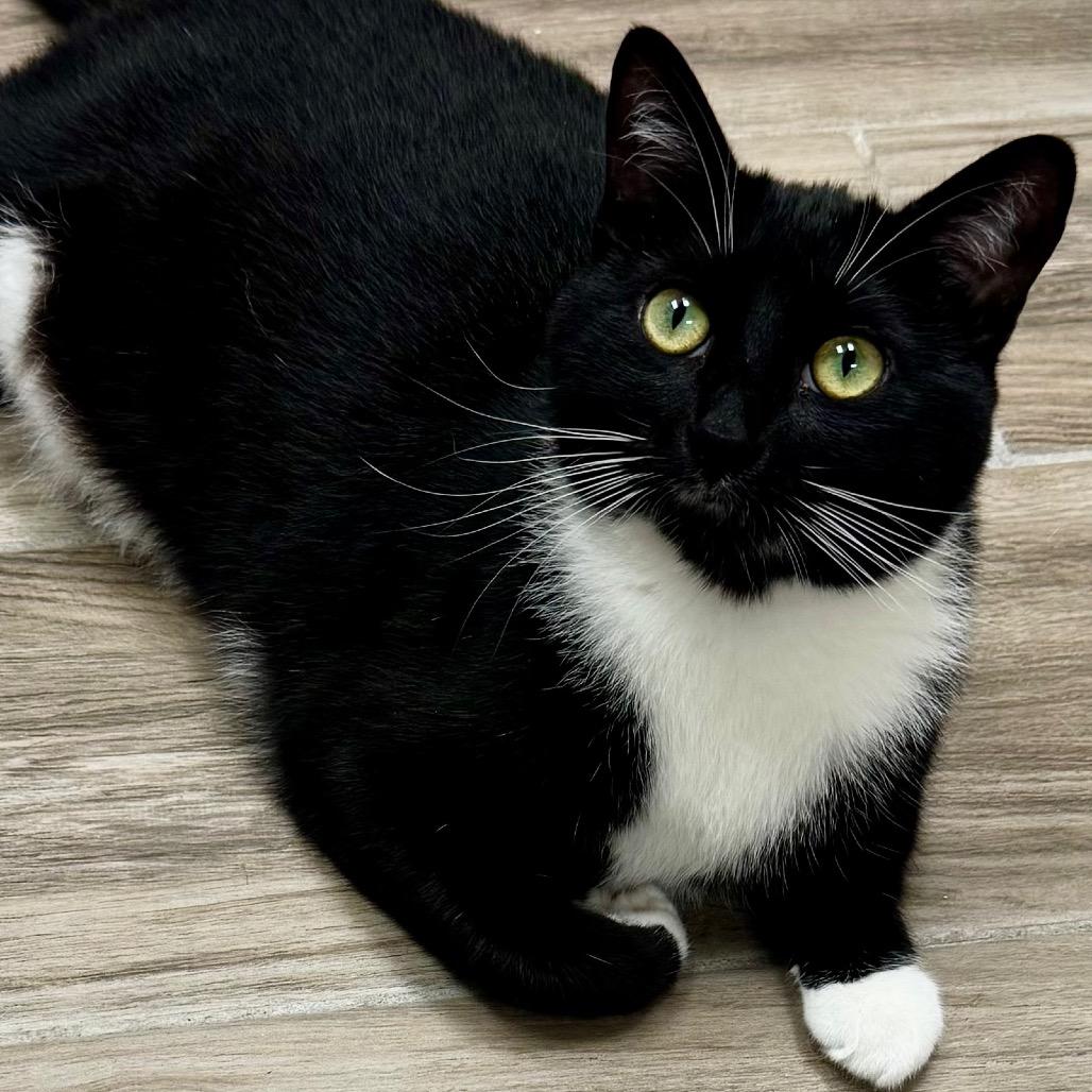 Poppy — thumbnail 3