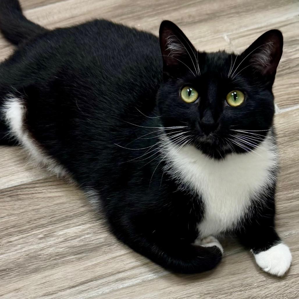 Poppy — thumbnail 4