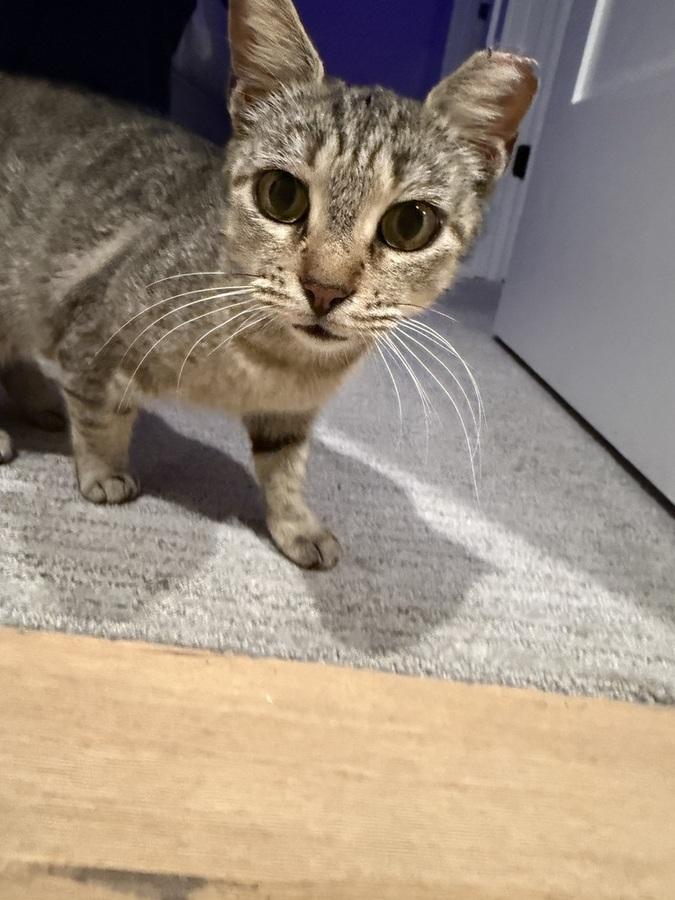 Ballerina, a ADOPTABLE Domestic Short Hair in Denver, CO image 1/3