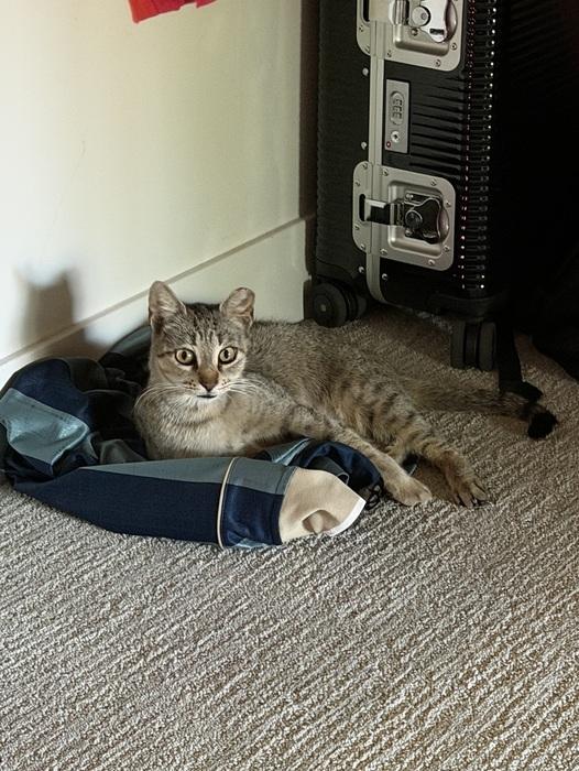 Ballerina, a ADOPTABLE Domestic Short Hair in Denver, CO image 3/3