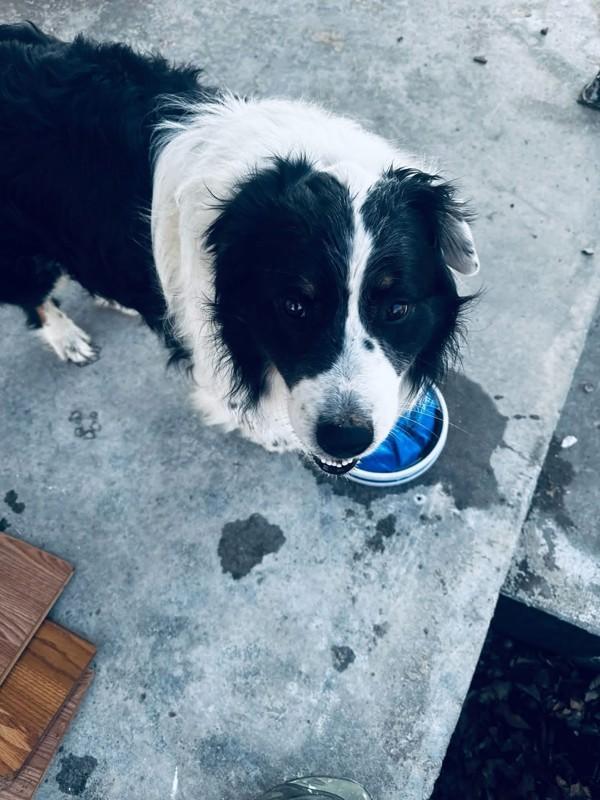 Jesse, Adoptable, Adult Male Border Collie & Australian Shepherd.