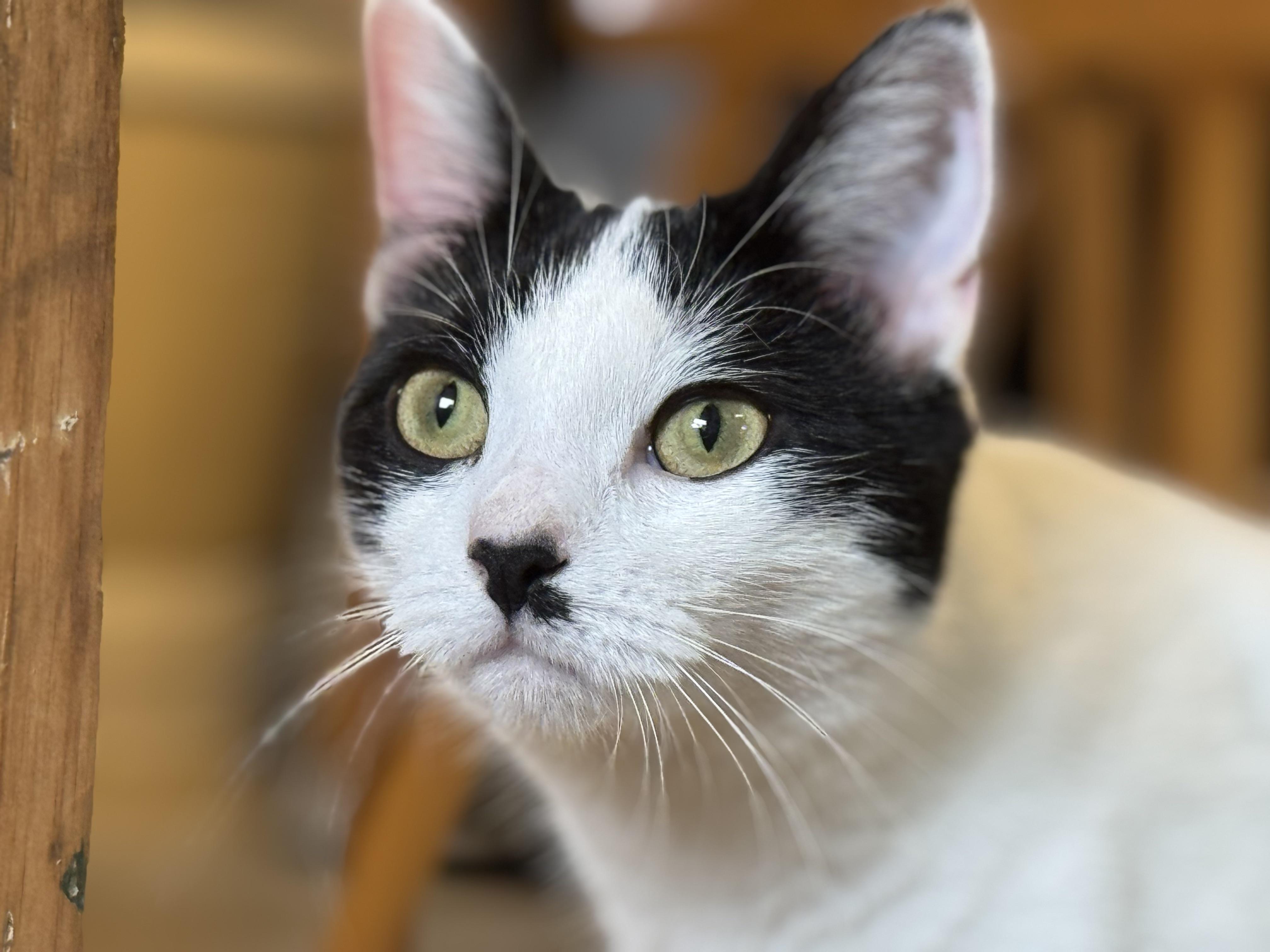 Charley Kitty (cat and dog friendly)