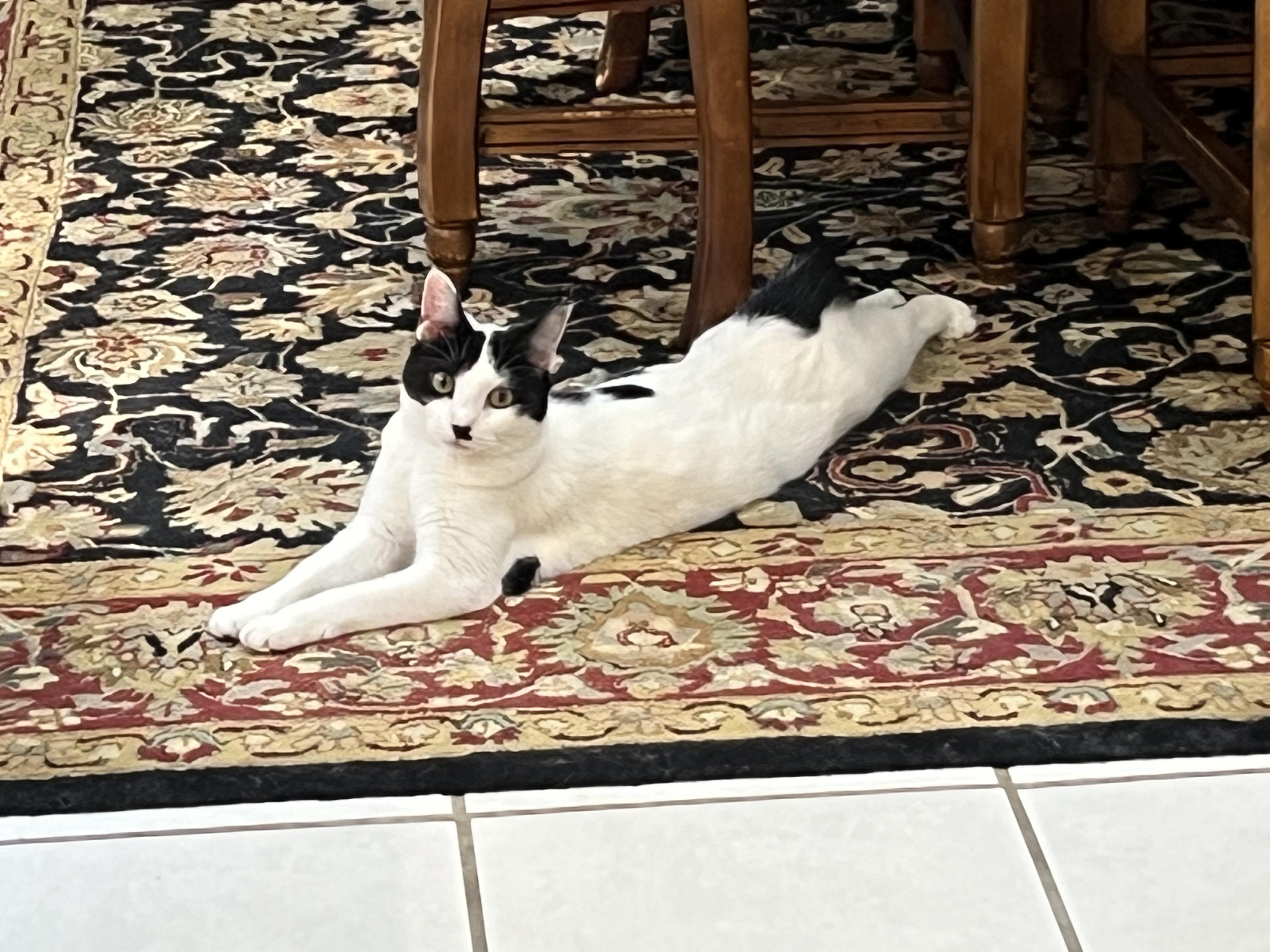 Charley Kitty (cat and dog friendly), a Adoptable mixed breed in New Milford, CT image 1/6