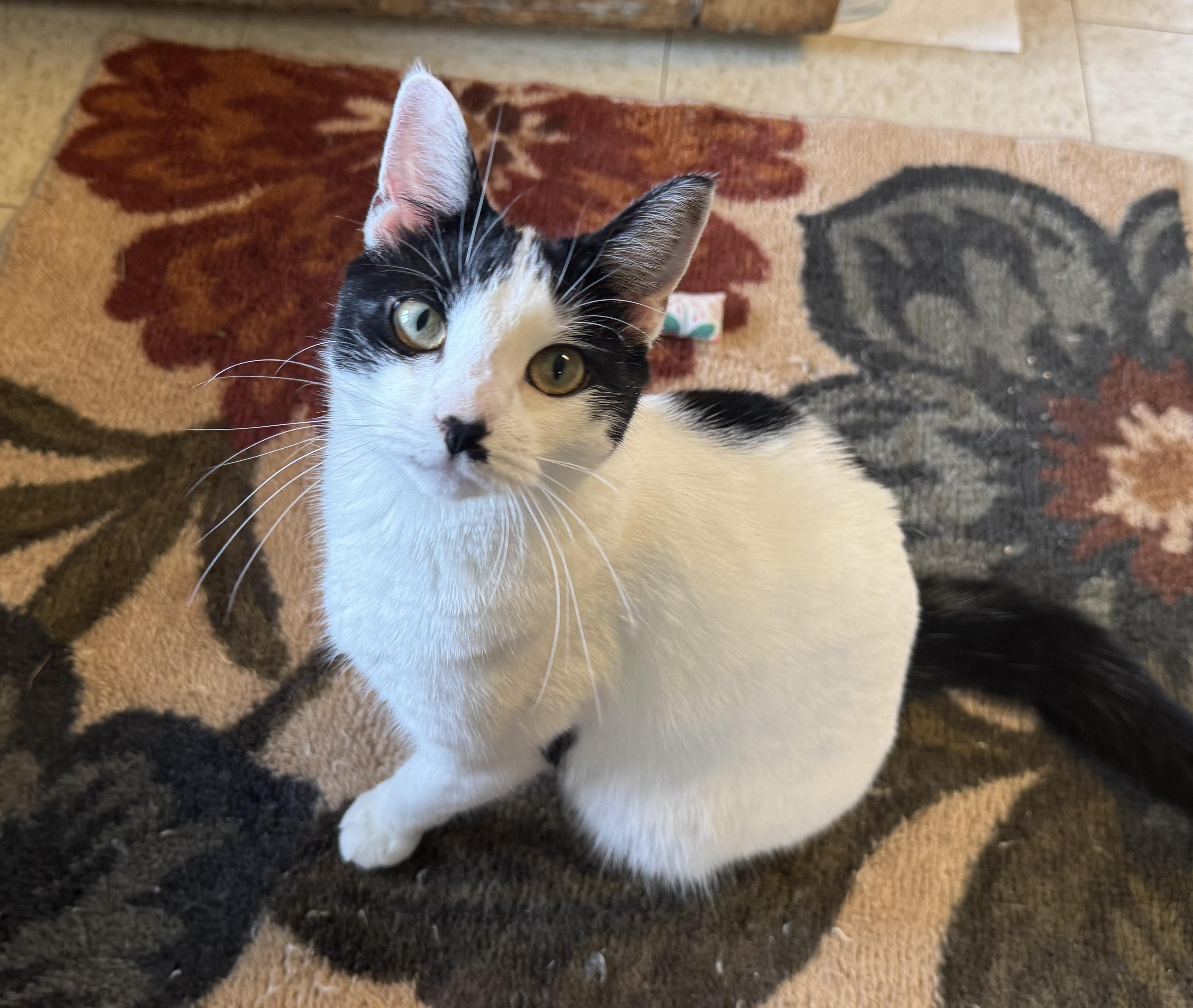 Charley Kitty (cat and dog friendly)