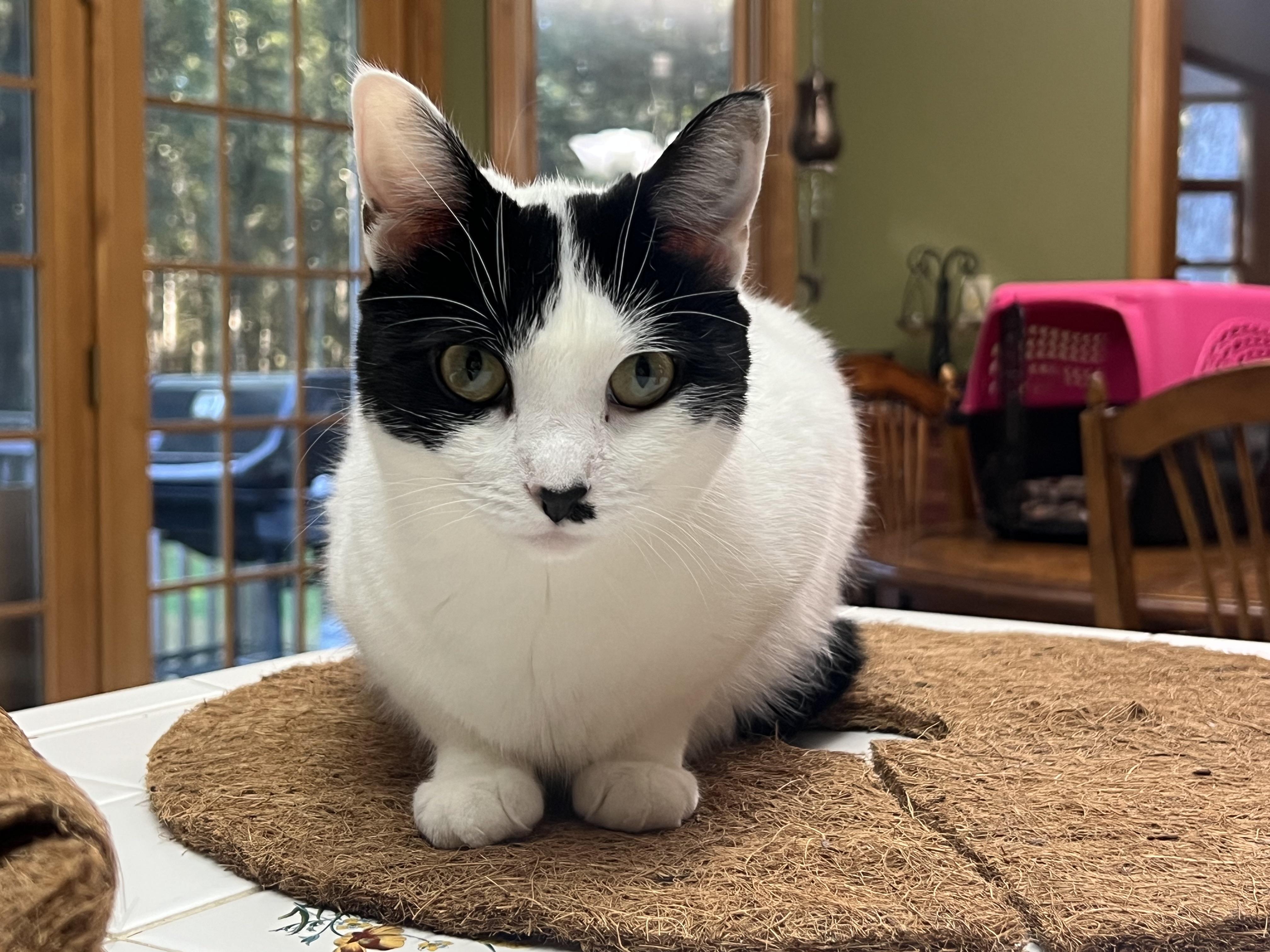 Charley Kitty (cat and dog friendly)