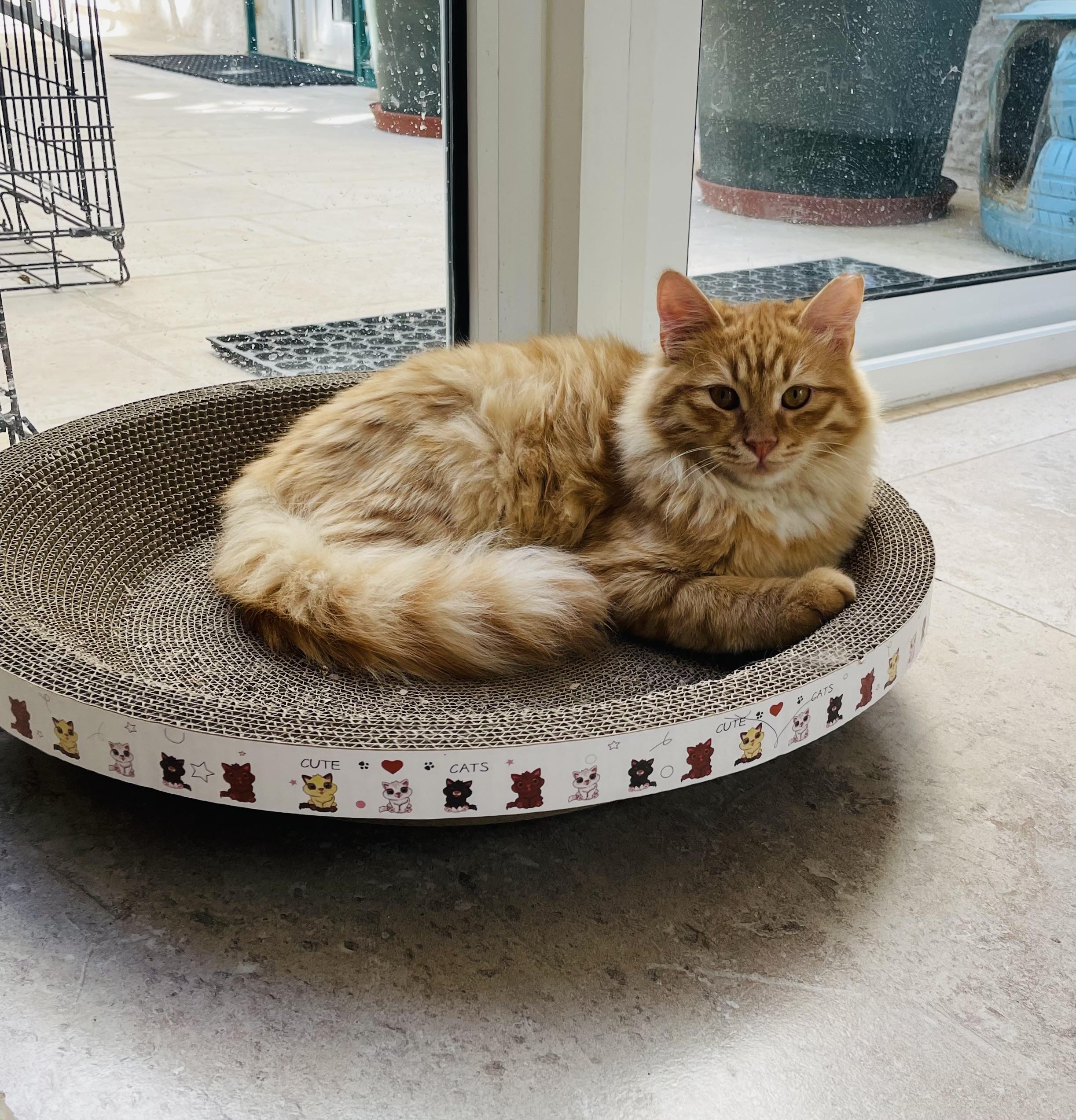 Enlarge Savi, a Gentle Lion , a ADOPTABLE mixed breed in Somerset, NJ image 5/6