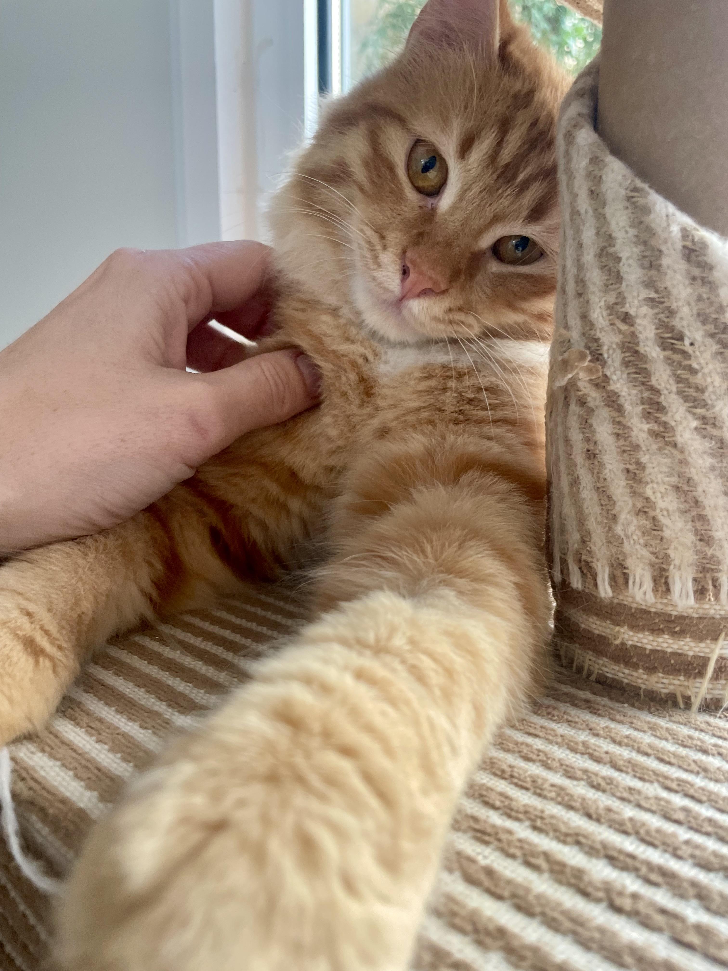 Enlarge Savi, a Gentle Lion , a ADOPTABLE mixed breed in Somerset, NJ image 6/6