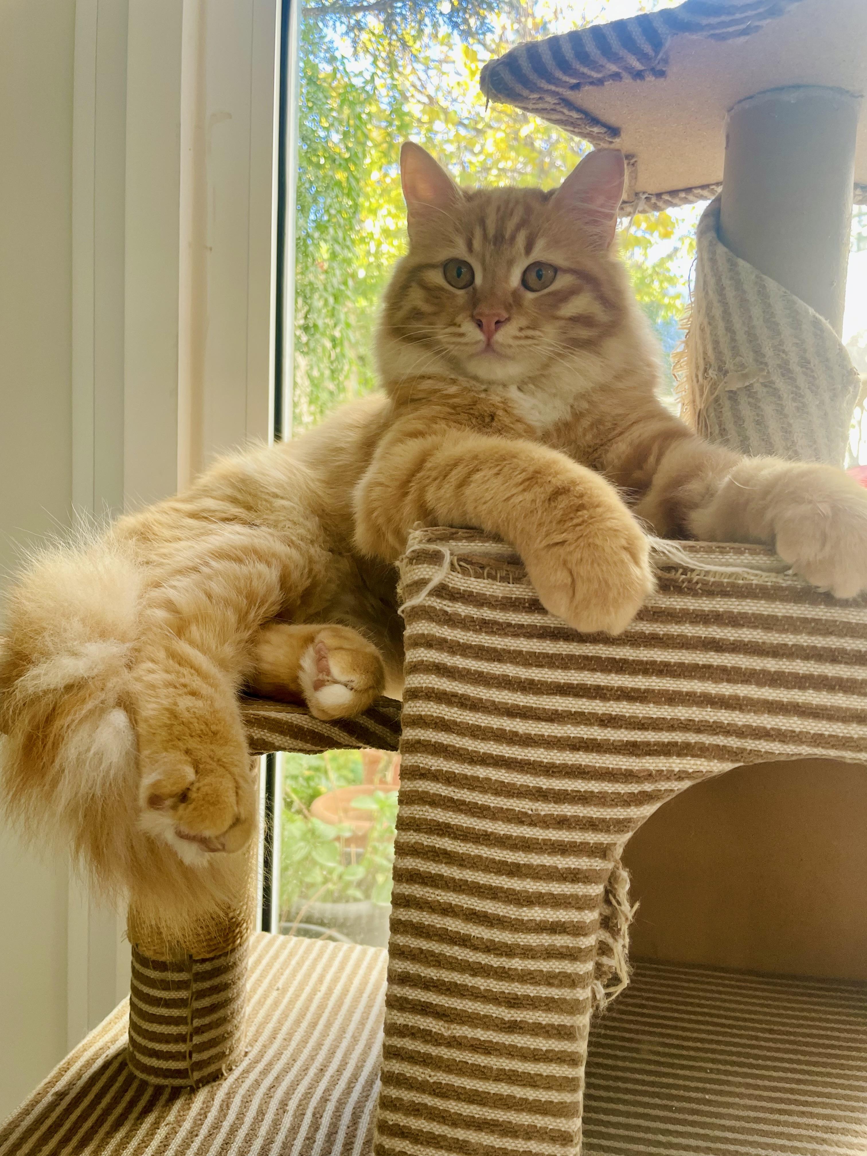 Savi, a Gentle Lion , ADOPTABLE, Young Male Domestic Long Hair.