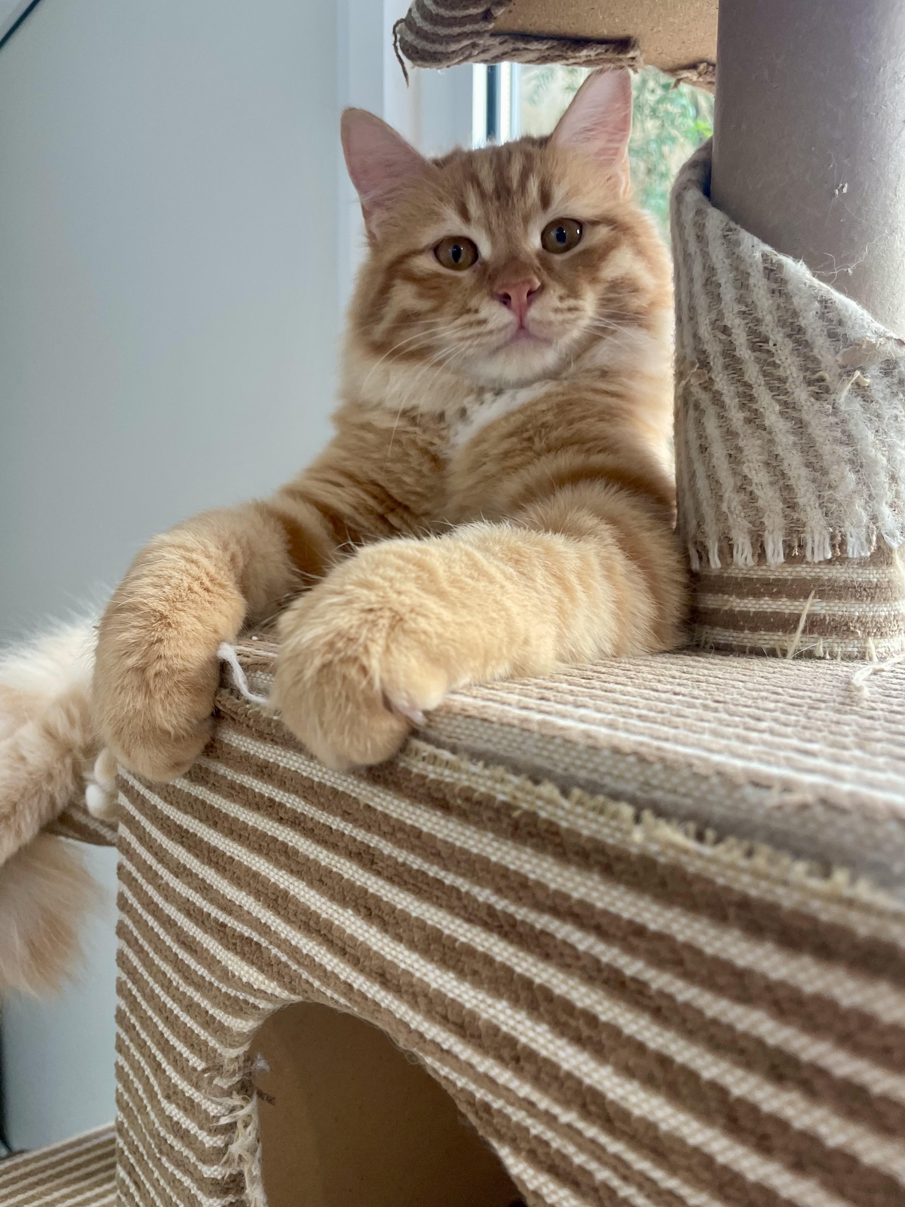 Enlarge Savi, a Gentle Lion , a ADOPTABLE mixed breed in Somerset, NJ image 4/6