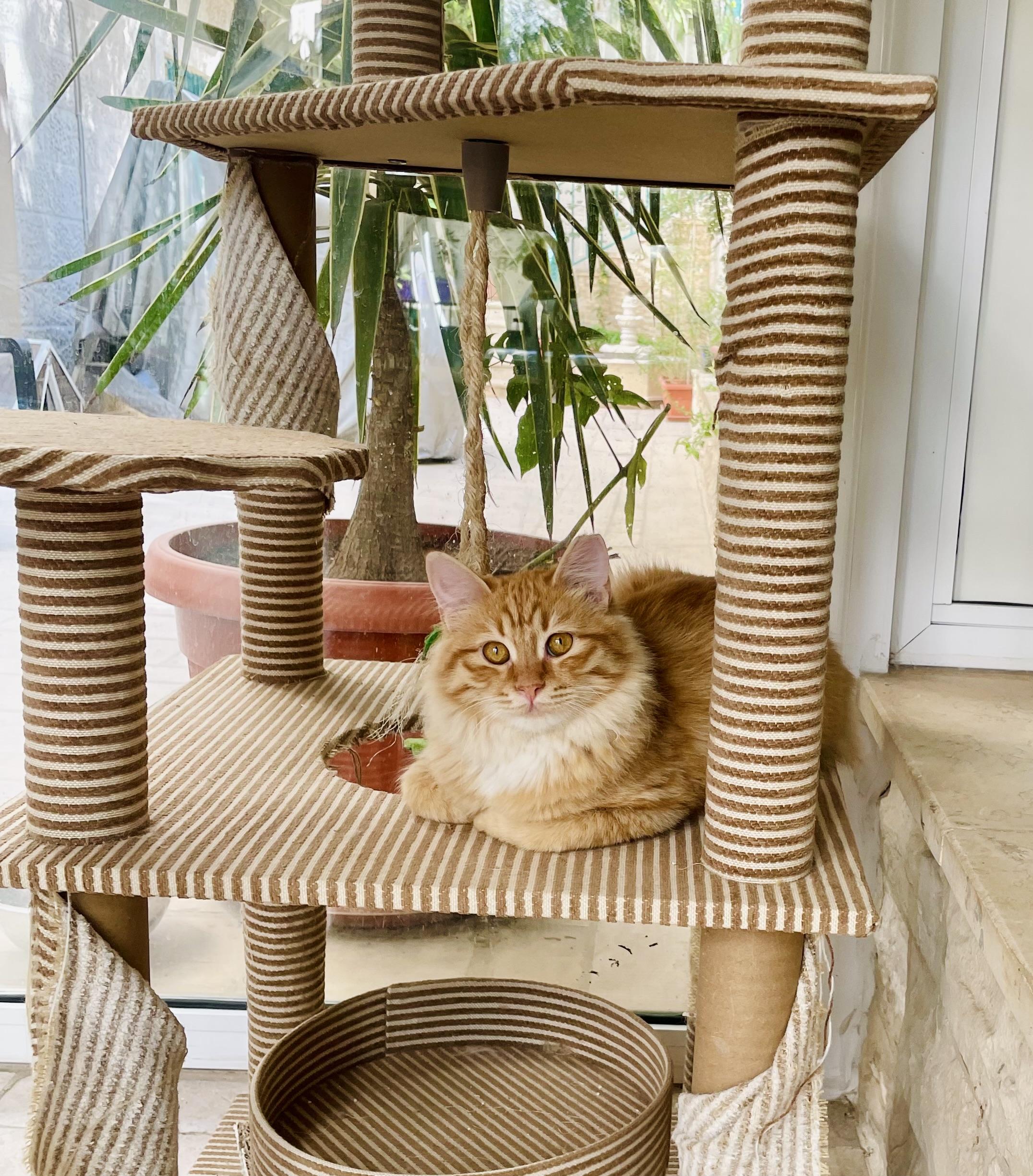 Enlarge Savi, a Gentle Lion , a ADOPTABLE mixed breed in Somerset, NJ image 2/6