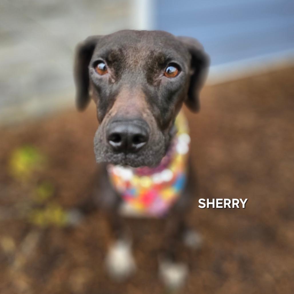 Sherry, a Adoptable mixed breed in Phoenix, AZ image 1/6