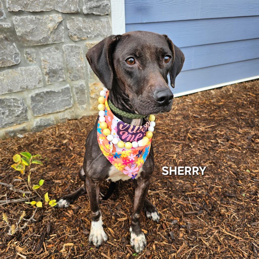 Sherry, a Adoptable mixed breed in Phoenix, AZ image 2/6