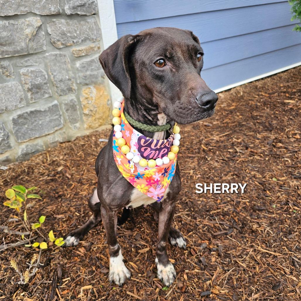 Sherry, a Adoptable mixed breed in Phoenix, AZ image 3/6