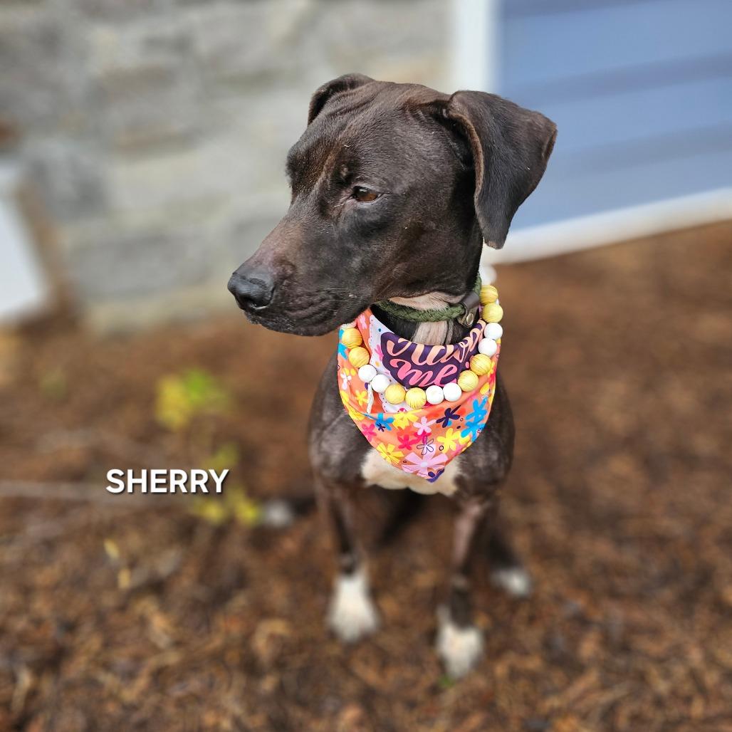 Sherry, a Adoptable mixed breed in Phoenix, AZ image 4/6