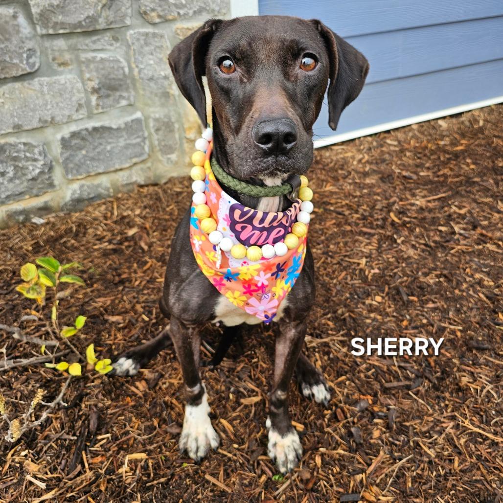 Sherry, a Adoptable mixed breed in Phoenix, AZ image 5/6