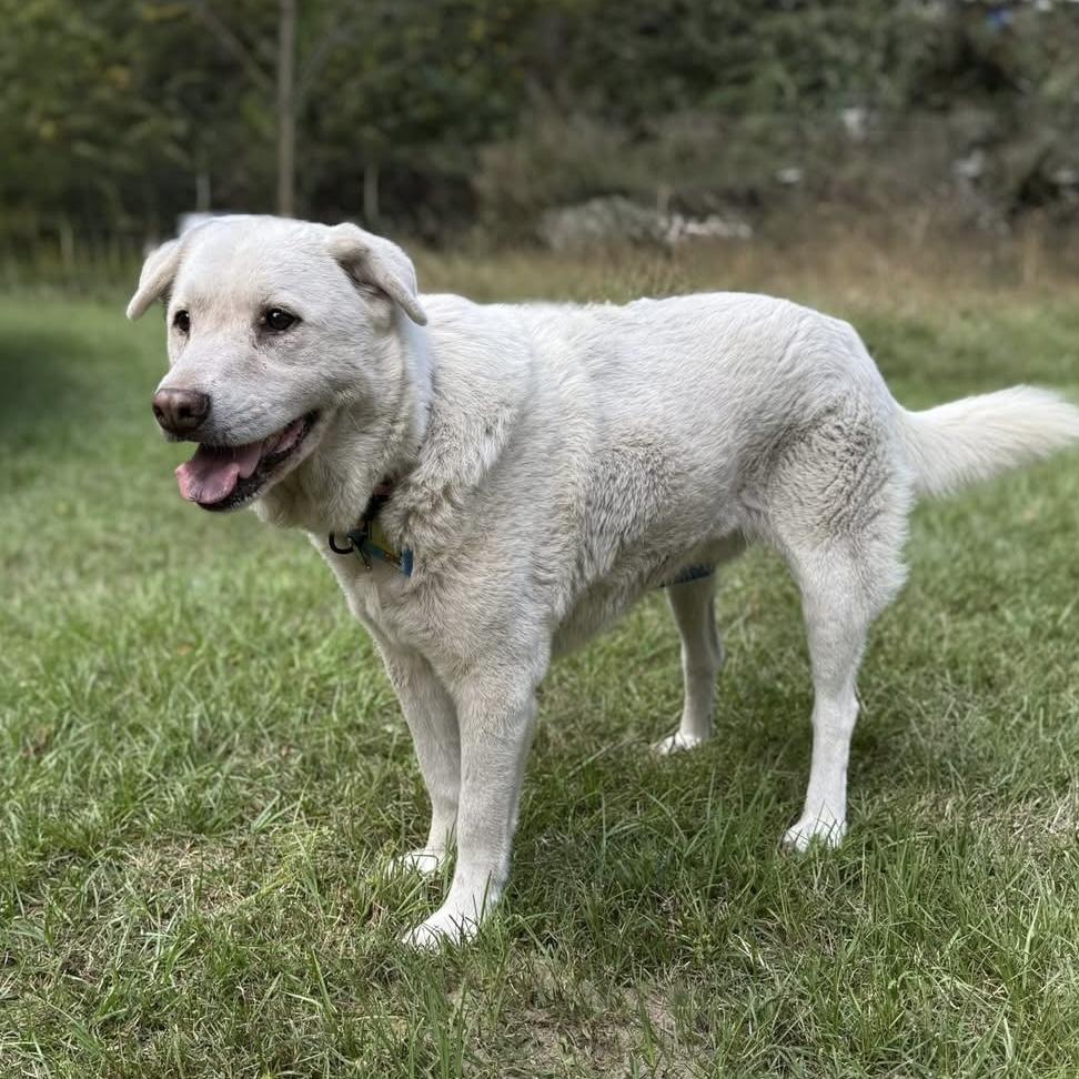 Snowbee — thumbnail 4