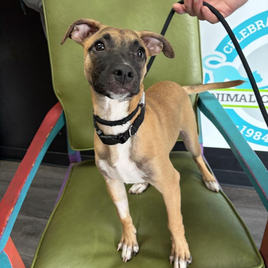 Enlarge Robbie, a Adoptable mixed breed in Louisville, KY image 2/2