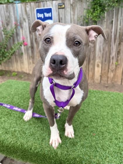 Baby Girl, a Adoptable mixed breed in Washington, DC image 1/3
