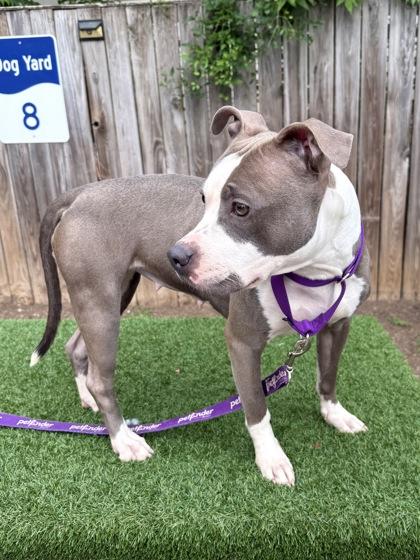 Baby Girl, a Adoptable mixed breed in Washington, DC image 2/3