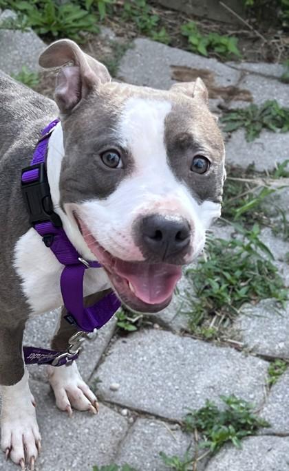 Baby Girl, a Adoptable mixed breed in Washington, DC image 3/3