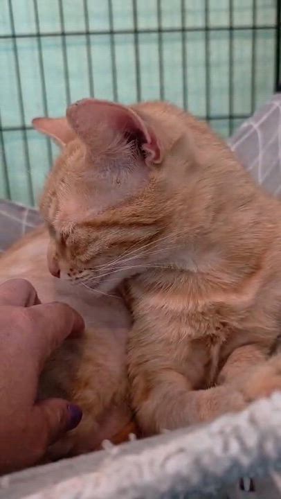 Enlarge Blondie, a Adoptable Domestic Short Hair in New York, NY video 5/6
