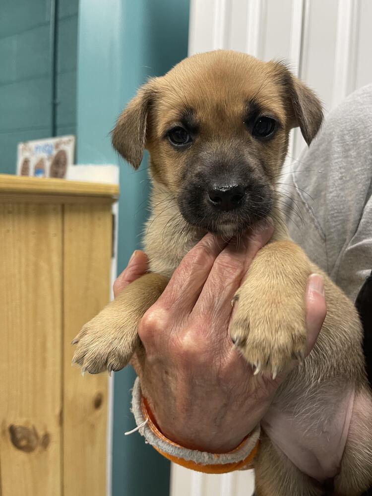 Hailey, Adoptable, Puppy Female Husky & Labrador Retriever.