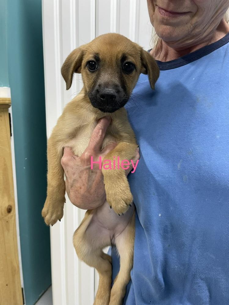 Enlarge Hailey, a Adoptable mixed breed in Chattanooga, TN image 2/3