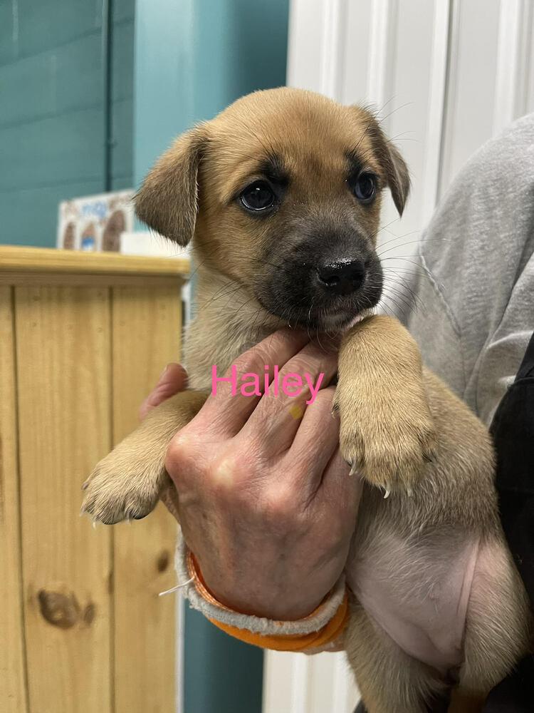 Enlarge Hailey, a Adoptable mixed breed in Chattanooga, TN image 3/3
