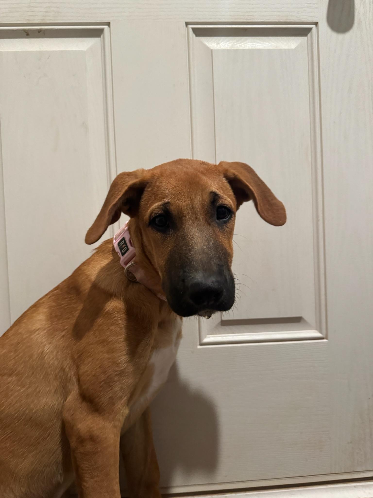 Enlarge Willow, a ADOPTABLE mixed breed in Tonopah, AZ image 2/3