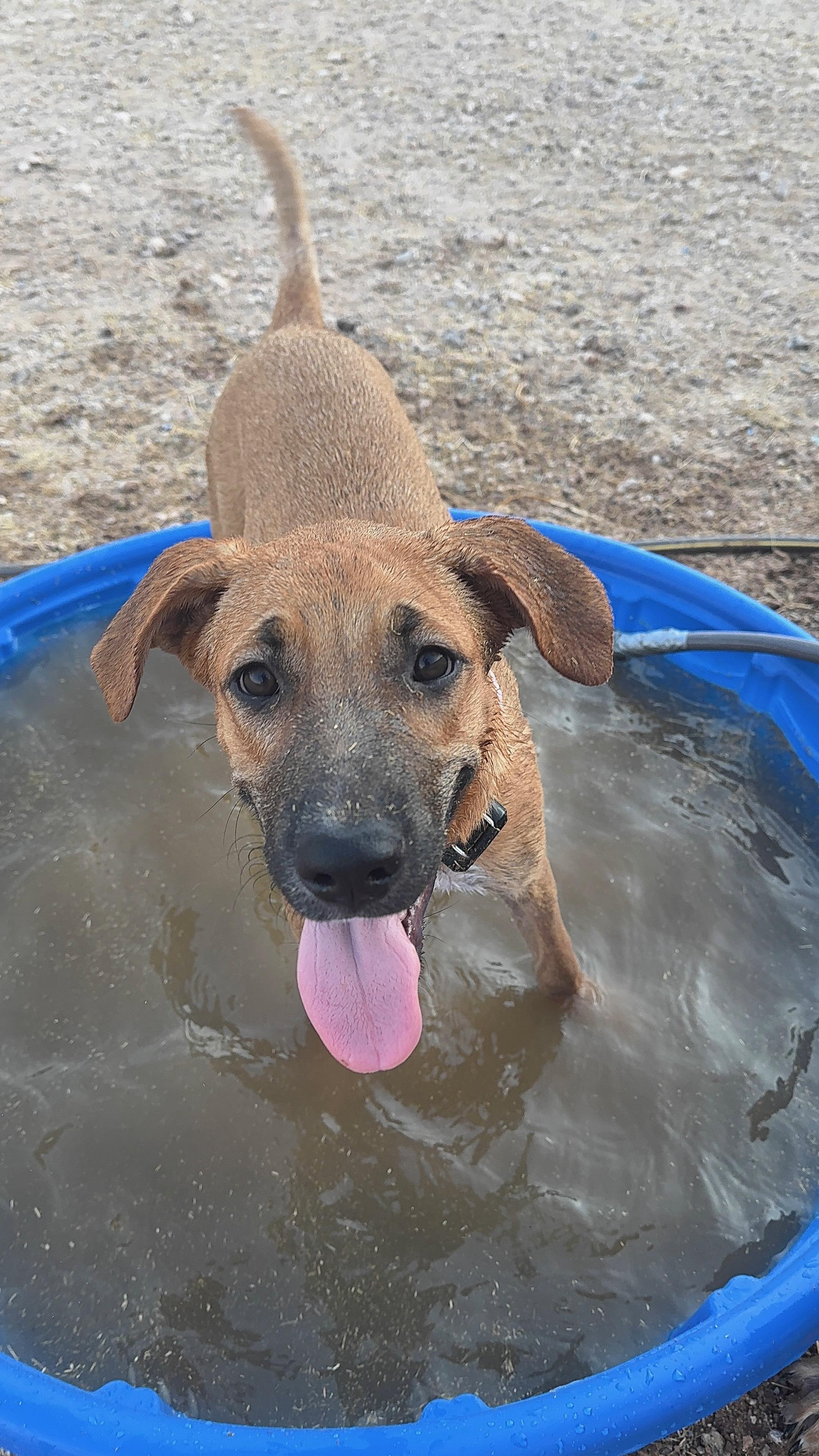 Willow, ADOPTABLE, Young Female German Shepherd Dog.