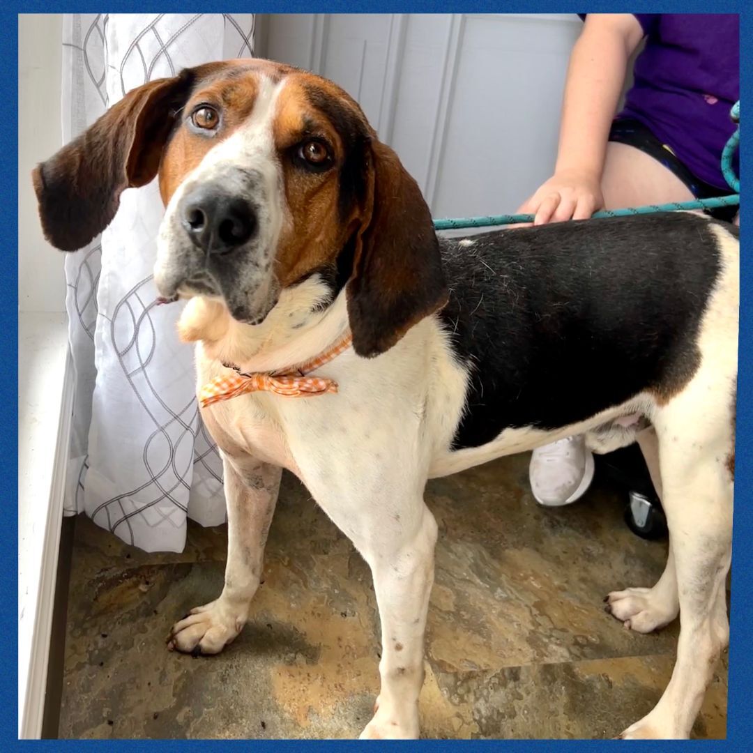 Enlarge Vincent, a Adoptable mixed breed in Bolivar, TN image 4/5