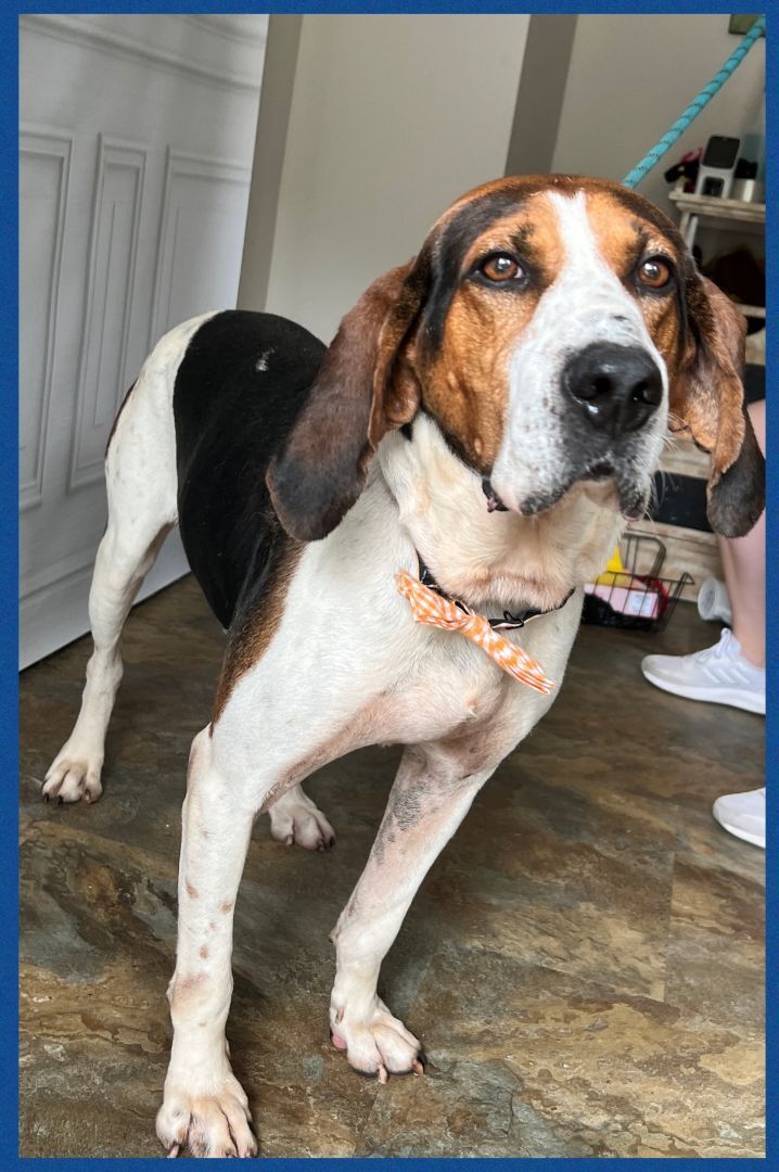 Enlarge Vincent, a Adoptable mixed breed in Bolivar, TN image 5/5